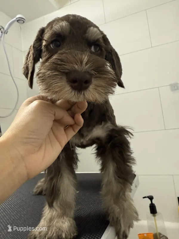 puppy 2 – Miniature Schnauzer puppy for sale in Brooklyn, NY