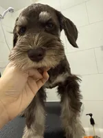 puppy 2, a male Miniature Schnauzer for sale in Brooklyn, NY – Photo 2 of 8