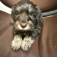 puppy 2, a male Miniature Schnauzer for sale in Brooklyn, NY – Photo 7 of 8
