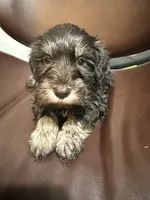 puppy 2, a male Miniature Schnauzer for sale in Brooklyn, NY – Photo 2 of 3