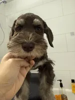 puppy 2, a male Miniature Schnauzer for sale in Brooklyn, NY – Photo 3 of 8