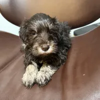 puppy 2, a male Miniature Schnauzer for sale in Brooklyn, NY – Photo 8 of 8