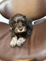 puppy 2, a male Miniature Schnauzer for sale in Brooklyn, NY – Photo 3 of 3