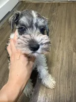 puppy 1 , a male Miniature Schnauzer for sale in Brooklyn, NY – 2 of 6
