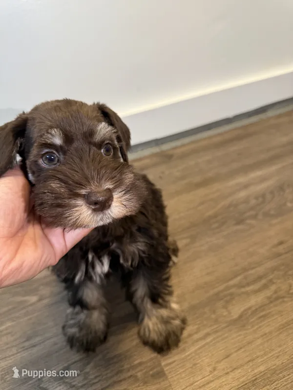 puppy 5 – Miniature Schnauzer puppy for sale in Brooklyn, NY