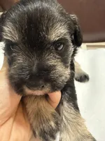 puppy 7, a female Miniature Schnauzer for sale in Brooklyn, NY – Photo 6 of 10