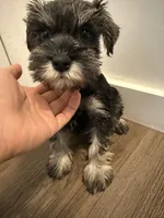 puppy 7, a female Miniature Schnauzer for sale in Brooklyn, NY – Photo 2 of 10