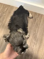 puppy 7, a female Miniature Schnauzer for sale in Brooklyn, NY – Photo 4 of 10