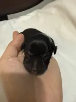 puppy 7, a female Miniature Schnauzer for sale in Brooklyn, NY – Photo 9 of 10