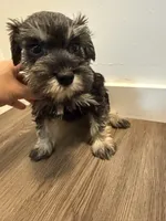 puppy 7, a female Miniature Schnauzer for sale in Brooklyn, NY – Photo 3 of 10