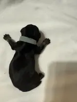 puppy 7, a female Miniature Schnauzer for sale in Brooklyn, NY – Photo 8 of 10