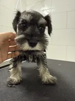 puppy 7, a female Miniature Schnauzer for sale in Brooklyn, NY – Photo 1 of 10