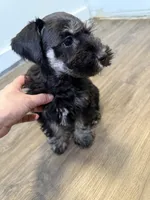puppy 4, a male Miniature Schnauzer for sale in Brooklyn, NY – 4 of 8