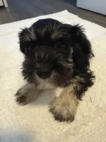 puppy 6, a female Miniature Schnauzer for sale in Brooklyn, NY – Photo 2 of 9