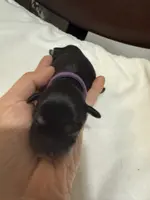 puppy 6, a female Miniature Schnauzer for sale in Brooklyn, NY – Photo 7 of 9