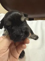 puppy 6, a female Miniature Schnauzer for sale in Brooklyn, NY – Photo 5 of 9