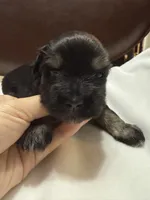 puppy 6, a female Miniature Schnauzer for sale in Brooklyn, NY – Photo 4 of 9