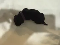 puppy 6, a female Miniature Schnauzer for sale in Brooklyn, NY – Photo 9 of 9