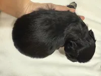 puppy 6, a female Miniature Schnauzer for sale in Brooklyn, NY – Photo 6 of 9