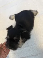 puppy 6, a female Miniature Schnauzer for sale in Brooklyn, NY – Photo 3 of 9