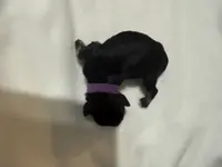 puppy 6, a female Miniature Schnauzer for sale in Brooklyn, NY – Photo 8 of 9