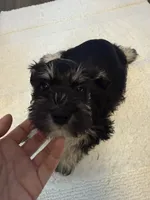 puppy 6, a female Miniature Schnauzer for sale in Brooklyn, NY – Photo 1 of 9