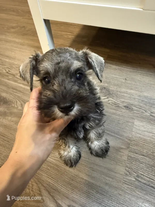 puppy 3 – Miniature Schnauzer puppy for sale in Brooklyn, NY
