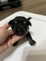 puppy 5, a female Miniature Schnauzer for sale in Brooklyn, NY – Photo 1 of 2