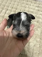puppy 1 , a male Miniature Schnauzer for sale in Brooklyn, NY – 6 of 6