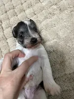 puppy 1 , a male Miniature Schnauzer for sale in Brooklyn, NY – 5 of 6