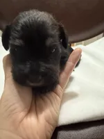 puppy 2, a female Miniature Schnauzer for sale in Brooklyn, NY – Photo 6 of 10