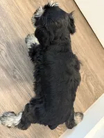 puppy 2, a female Miniature Schnauzer for sale in Brooklyn, NY – Photo 4 of 10