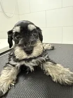 puppy 2, a female Miniature Schnauzer for sale in Brooklyn, NY – Photo 1 of 10