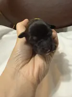 puppy 2, a female Miniature Schnauzer for sale in Brooklyn, NY – Photo 10 of 10