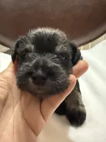 puppy 2, a female Miniature Schnauzer for sale in Brooklyn, NY – Photo 5 of 10