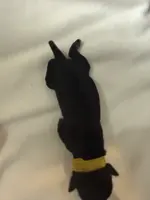 puppy 2, a female Miniature Schnauzer for sale in Brooklyn, NY – Photo 9 of 10