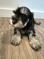 puppy 2, a female Miniature Schnauzer for sale in Brooklyn, NY – Photo 3 of 10