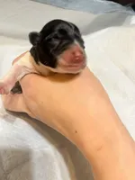 Puppy 4, a female Miniature Schnauzer for sale in Brooklyn, NY – Photo 2 of 4