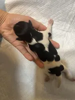 Puppy 4, a female Miniature Schnauzer for sale in Brooklyn, NY – Photo 3 of 4