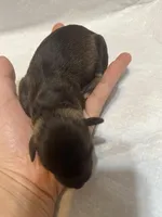 Puppy 6, a female Miniature Schnauzer for sale in Brooklyn, NY – Photo 4 of 4