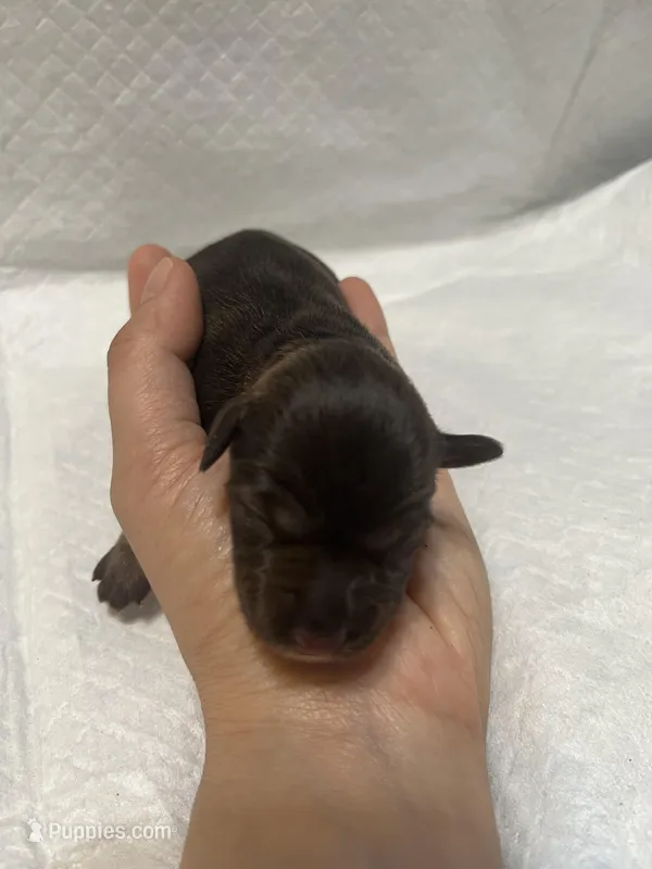 Puppy 6