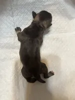 Puppy 6, a female Miniature Schnauzer for sale in Brooklyn, NY – Photo 2 of 4