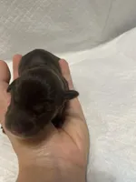 Puppy 6, a female Miniature Schnauzer for sale in Brooklyn, NY – Photo 3 of 4