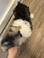 puppy 1 , a male Miniature Schnauzer for sale in Brooklyn, NY – 3 of 6
