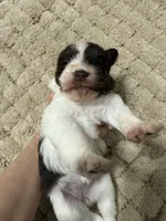puppy 2, a female Miniature Schnauzer for sale in Brooklyn, NY – 7 of 7