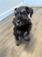 puppy 4, a male Miniature Schnauzer for sale in Brooklyn, NY – 3 of 8