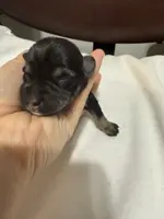 Puppy 4, a male Miniature Schnauzer for sale in Brooklyn, NY – Photo 4 of 6