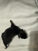 Puppy 4, a male Miniature Schnauzer for sale in Brooklyn, NY – Photo 5 of 6