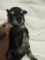 Puppy 4, a male Miniature Schnauzer for sale in Brooklyn, NY – Photo 3 of 6