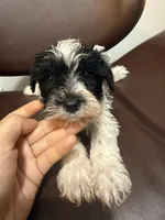 puppy 4, a male Miniature Schnauzer for sale in Brooklyn, NY – Photo 3 of 3